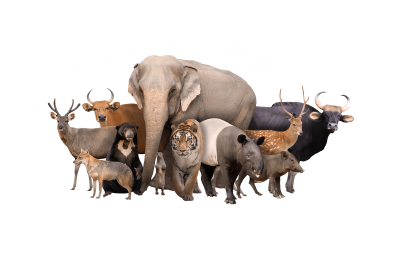 スタッフブログ：2026年09月21日 07:07の投稿「あなたに似ている動物は？」