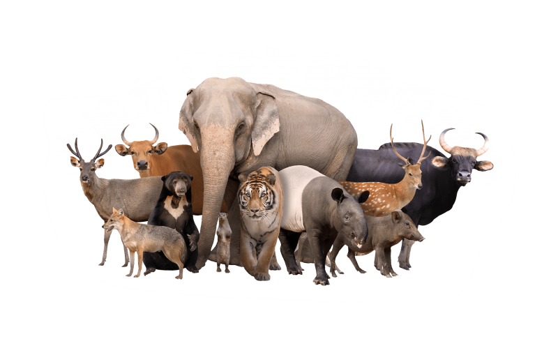 スタッフブログ:2026年09月21日 07:07の投稿「あなたに似ている動物は?」