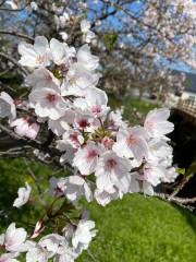 女の子日記：優美の投稿「春ですね🌸🐣」